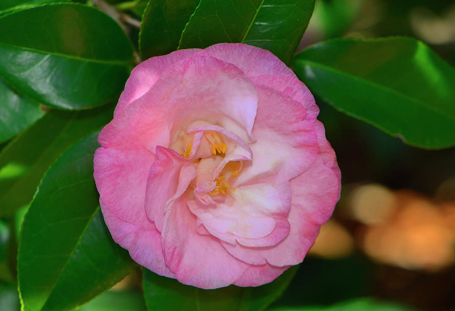 Camellia japonica - Dr Tinsley 002 Photograph by George Bostian