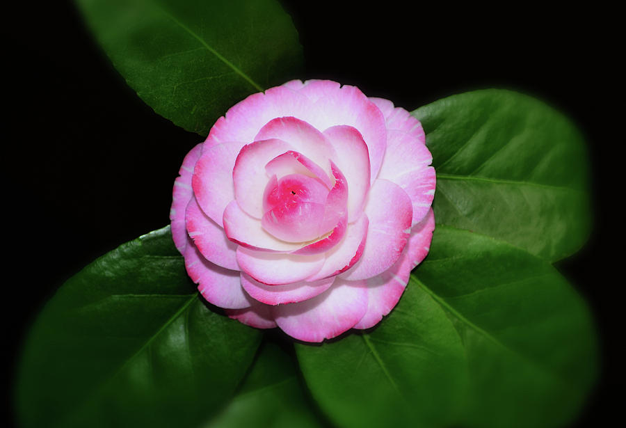 Camellia japonica - Grace Albritton 001 Photograph by George Bostian