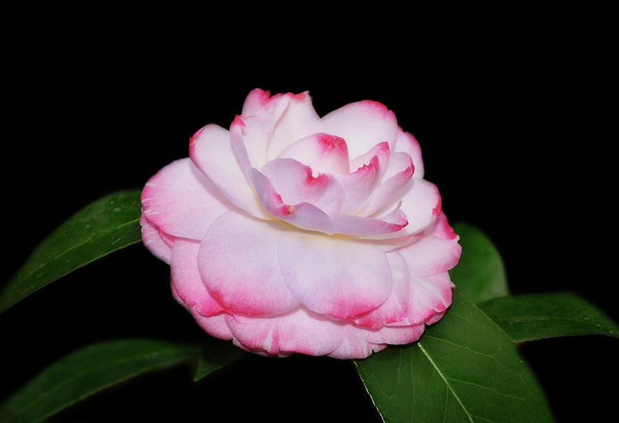Camellia japonica - Grace Albritton 002 Photograph by George Bostian