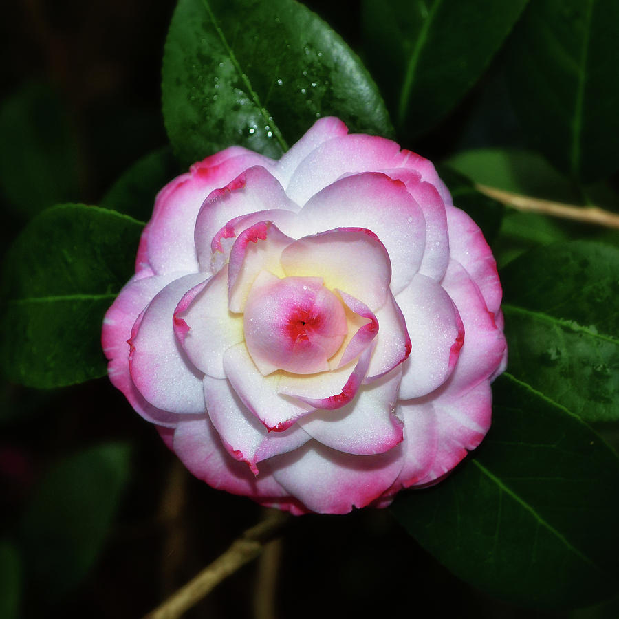 Camellia japonica - Grace Albritton 003 Photograph by George Bostian