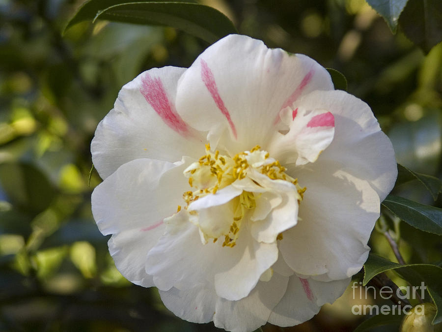 Camellia Photograph by Jim Sweida