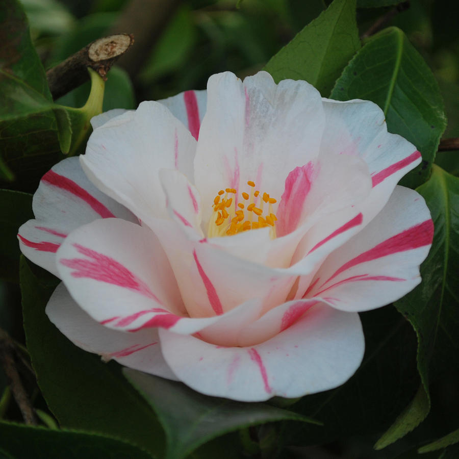 Flowers Still Life Photograph - Camellia by Linda Sramek