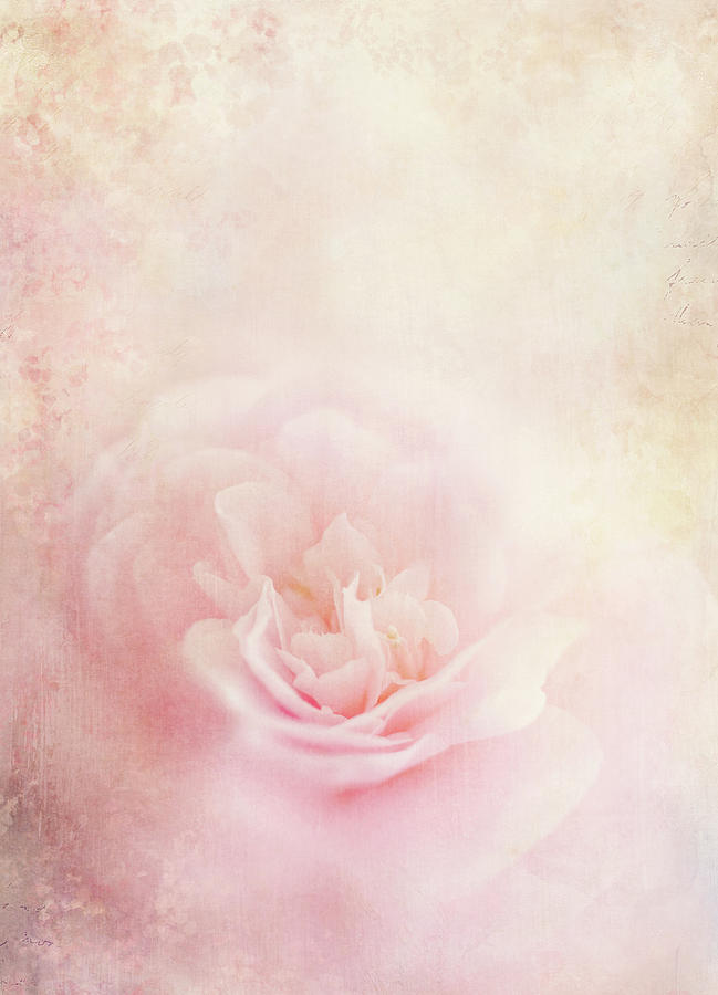 Camellia Digital Art