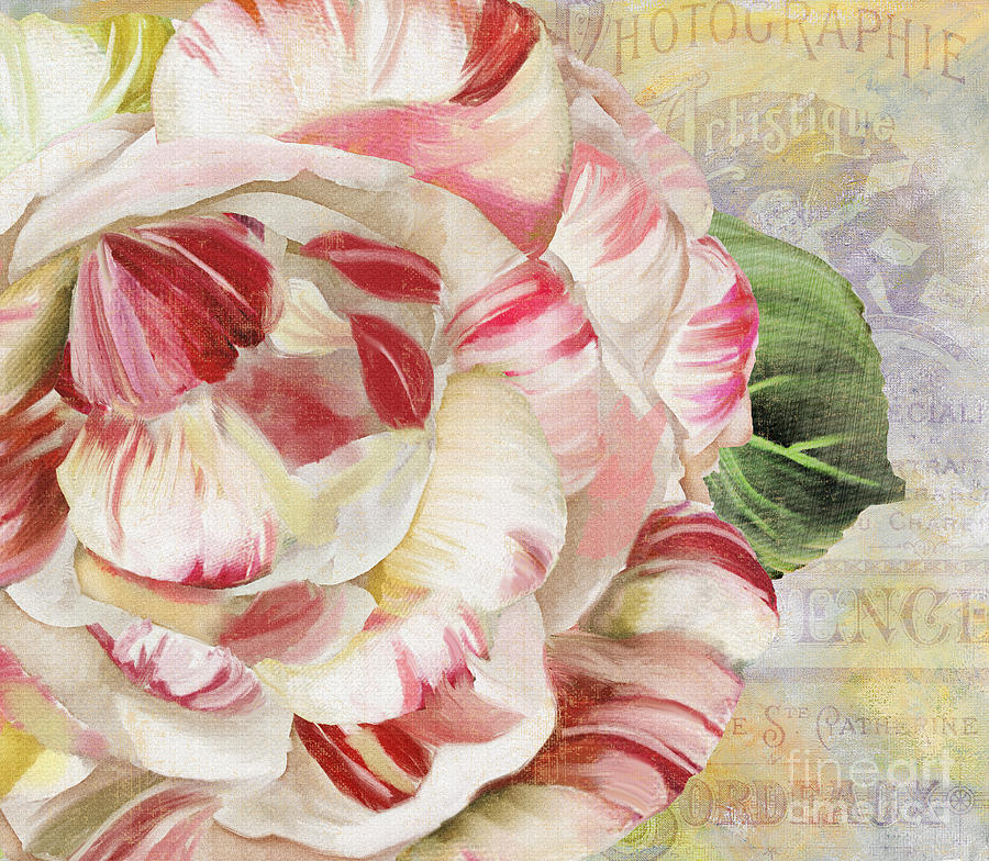Striped Camellia Painting - Camellia by Mindy Sommers