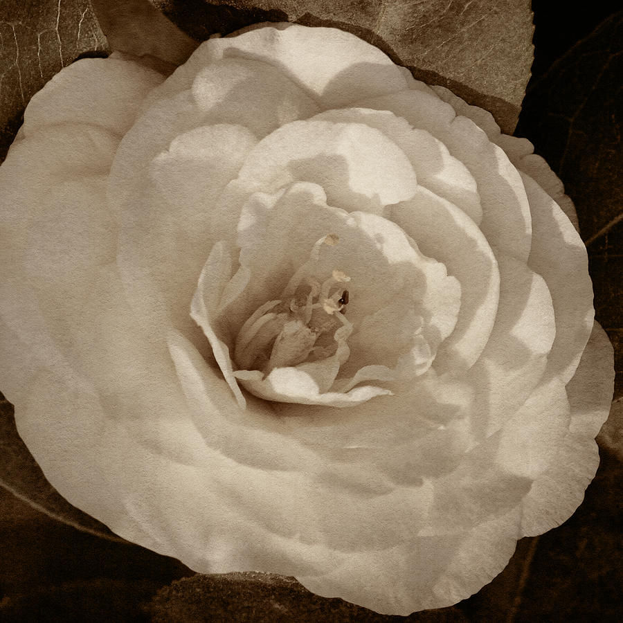 Camellia of White Tint Photograph by Theo OConnor