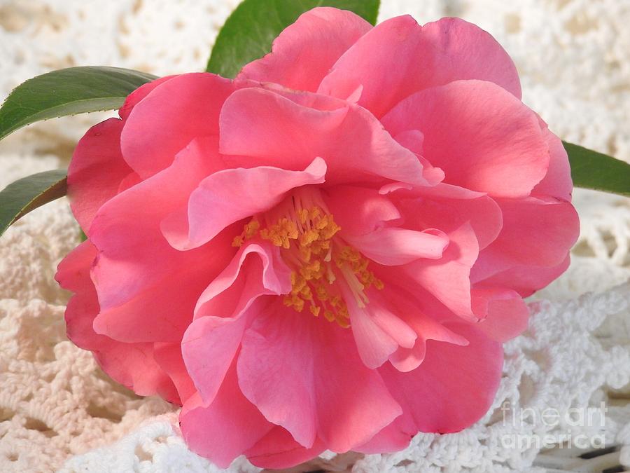 Camellia On Lace Photograph by Jan Gelders