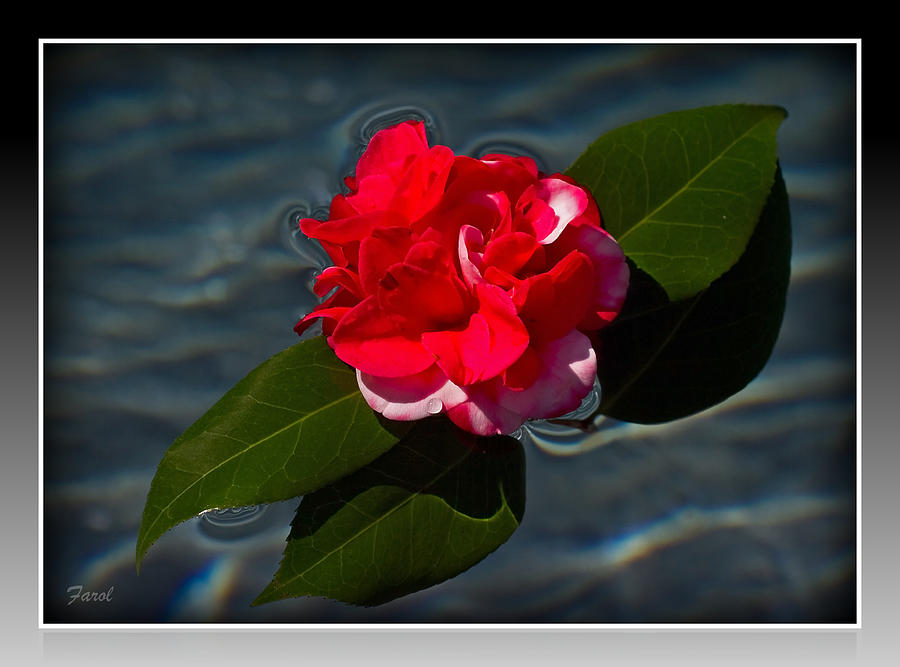 Camellia on Water Photograph by Farol Tomson