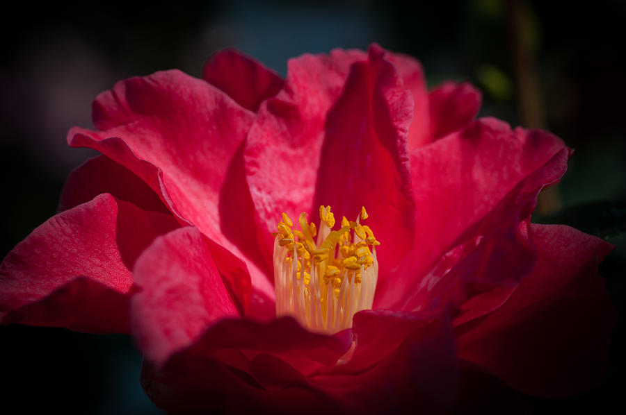 Camellia Red Photograph by Catherine Lau