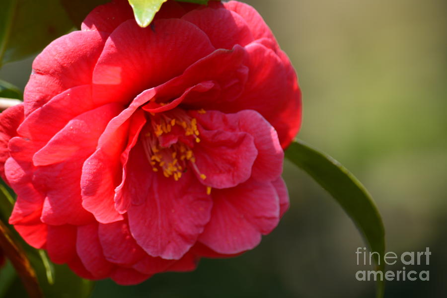 Camellia Rosette Photograph by Maria Urso