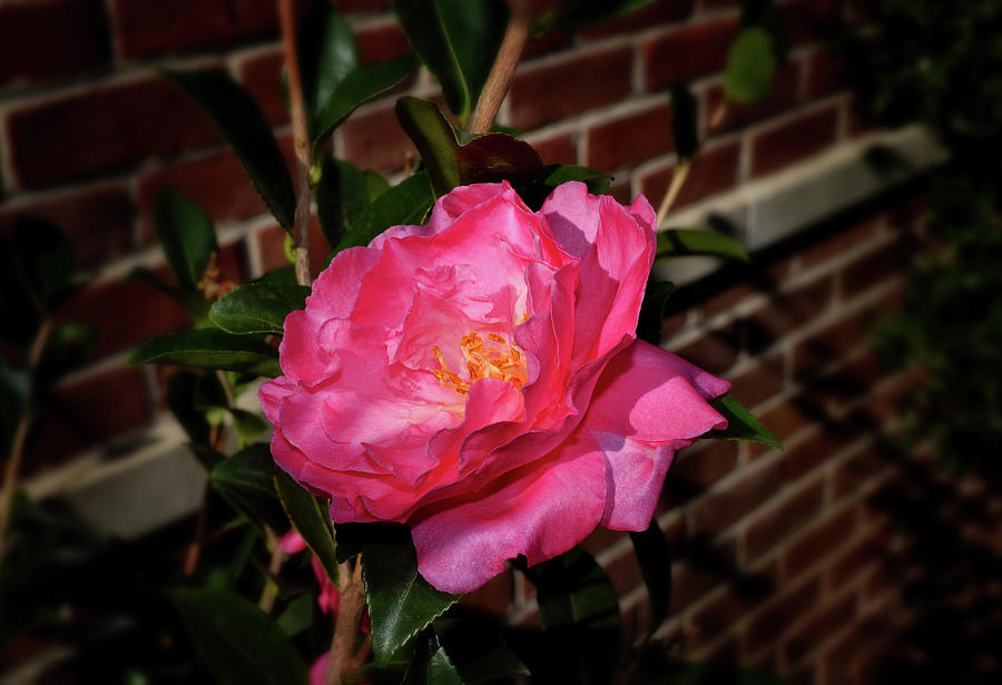 Camellia Sasanqua - Rose of Autumn 001 Photograph by George Bostian