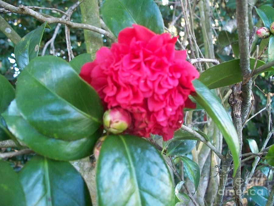 Camellia Photograph by Seaux-N-Seau Soileau