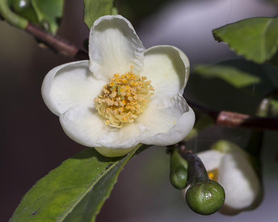 Tea Photograph - Camellia sinensis by Bruce Frye
