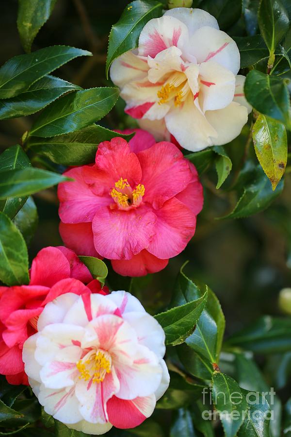 Camellia Trio Photograph by Carol Groenen