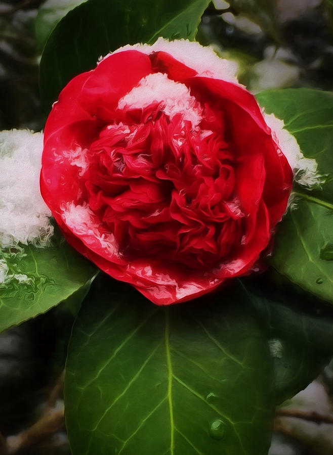 Camellia with Snow Photograph by Shirley Radabaugh