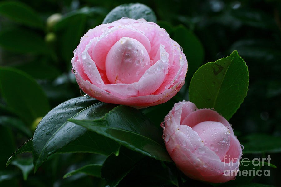 Flower Photograph - Camellias by Gaspar Avila