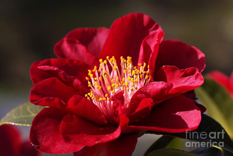 Nature Photograph - Camellias In Style by Joy Watson