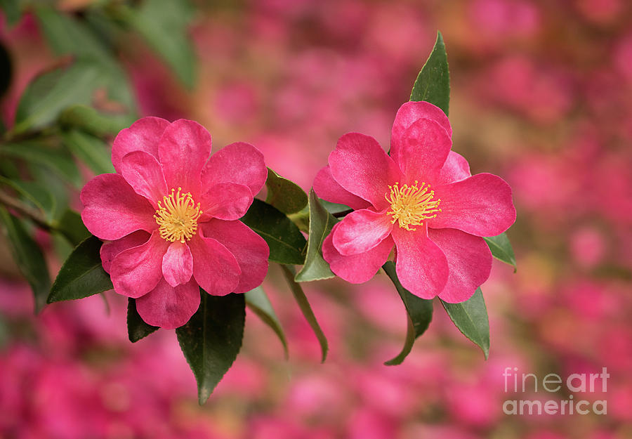 Camellias Photograph by Mimi Ditchie