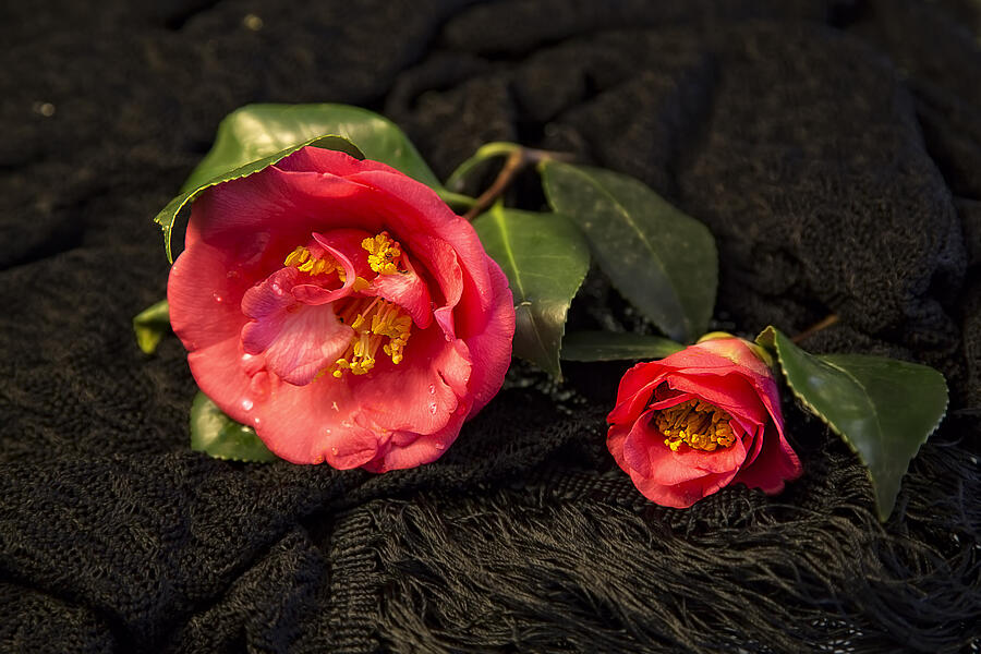 Nature Photograph - Camellias on Black Lace by Kay Brewer