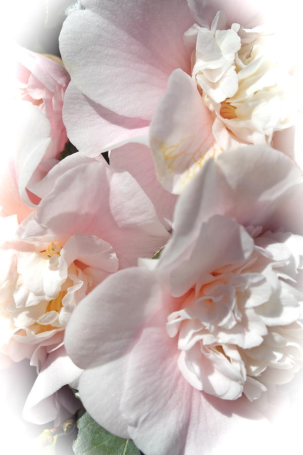 Camellias Softly Photograph by Michele Myers