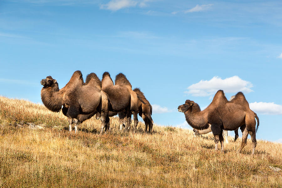 Camels at Accola River Valley. Altai Photograph by Victor Kovchin