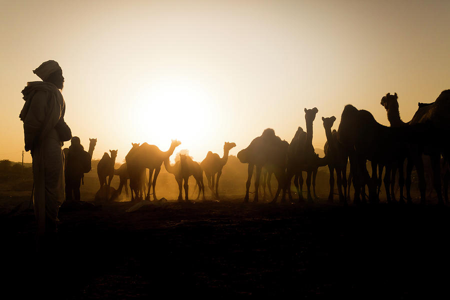 Camels at Pushkar during Sunset by Mahesh Balasubramanian Camels at Pushkar during Sunset by Mahesh Balasubramanian