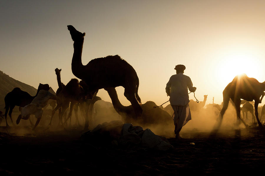 Camels during Sunset at Pushkar by Mahesh Balasubramanian Camels during Sunset at Pushkar by Mahesh Balasubramanian