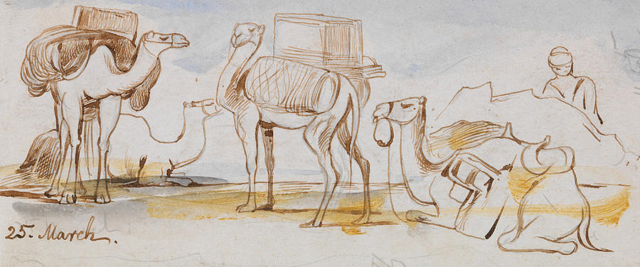 Camels Drawing by Edward Lear