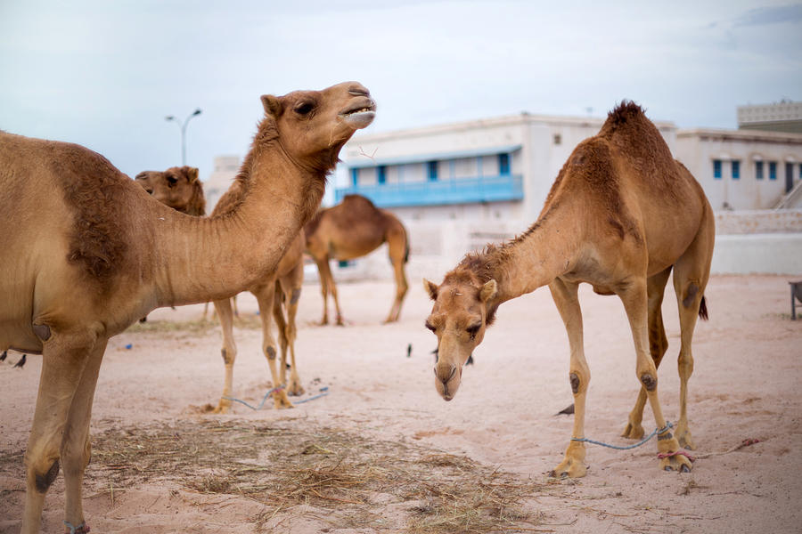 Camels feeding in Qatar  Photograph by Paul Cowan