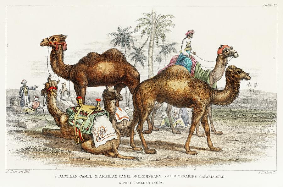 Camels from A history of the earth and animated nature Painting by Vincent Monozlay