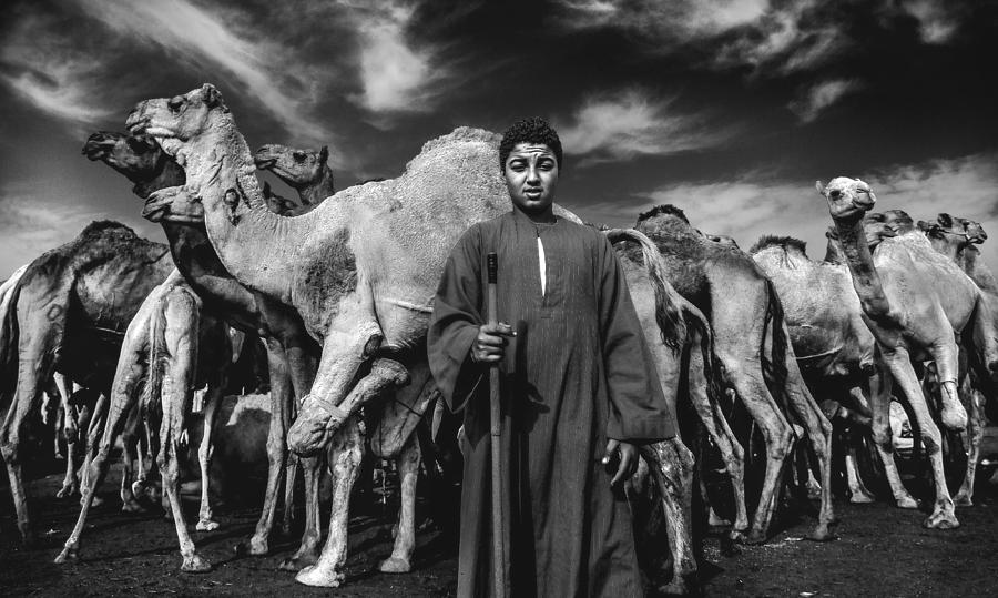 Camels Photograph - Camels Gaurdian by Mohamed Safwat Abonour