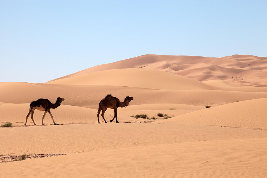 Camels In Desert Photograph