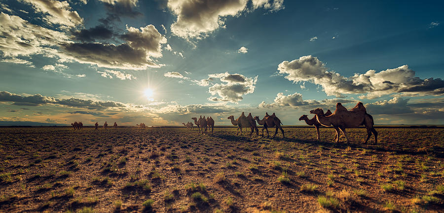 Camels in Sunset Photograph by Bo Nielsen