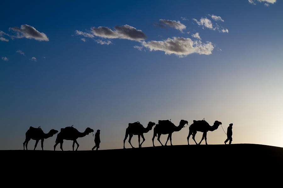 Camels in the Sahara Desert Photograph by Lindley Johnson