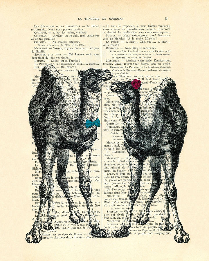 Camel Digital Art - Camels married couple by Madame Memento