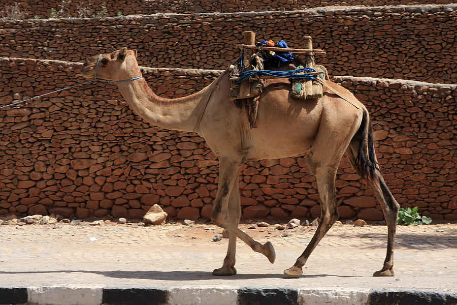 Camels Of Axum Photograph by Aidan Moran