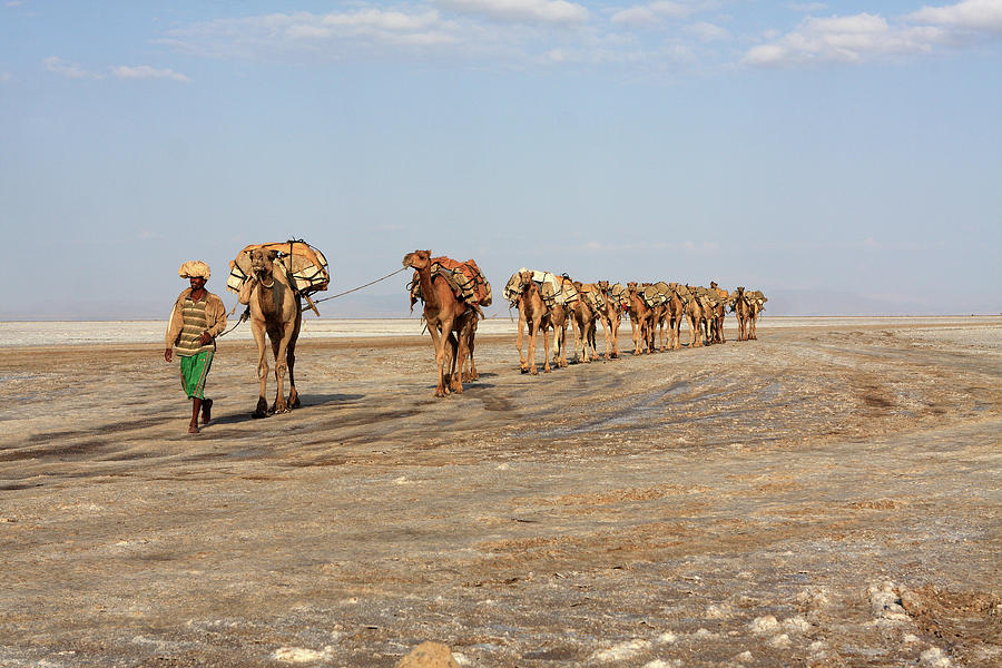 A Man Leads His Camels To Market Photograph by Aidan Moran