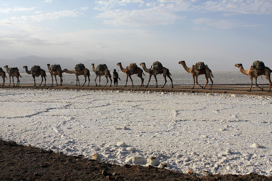 Camel Photograph - Camels Of The Salt Flats by Aidan Moran