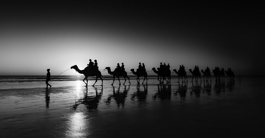 Camels on the beach Photograph by Chris Cousins