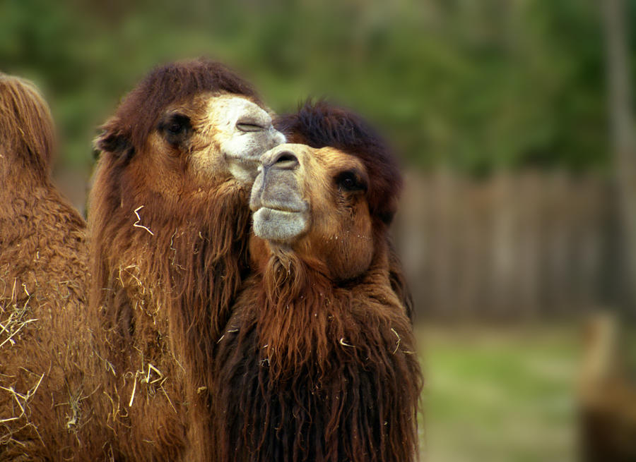 Camels Pride Photograph by Wayne King