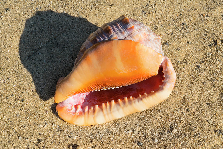 Cameo Seashell Cassis Rufa Photograph by Frank Wilson - Fine Art America