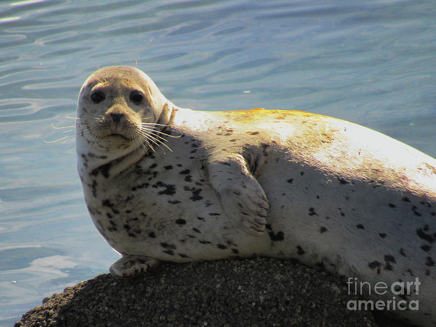 Camera Pose by Harbor Seal Photograph by Roberta Byram