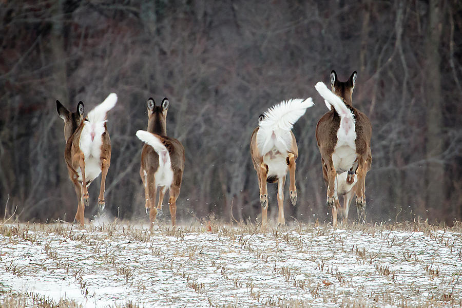 Deer Photograph - Camera Shy by Gary Hall