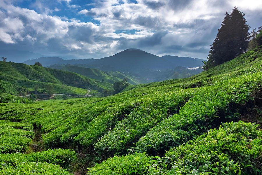 Cameron Highlands Tea Plantation Photograph by Fabrizio Troiani