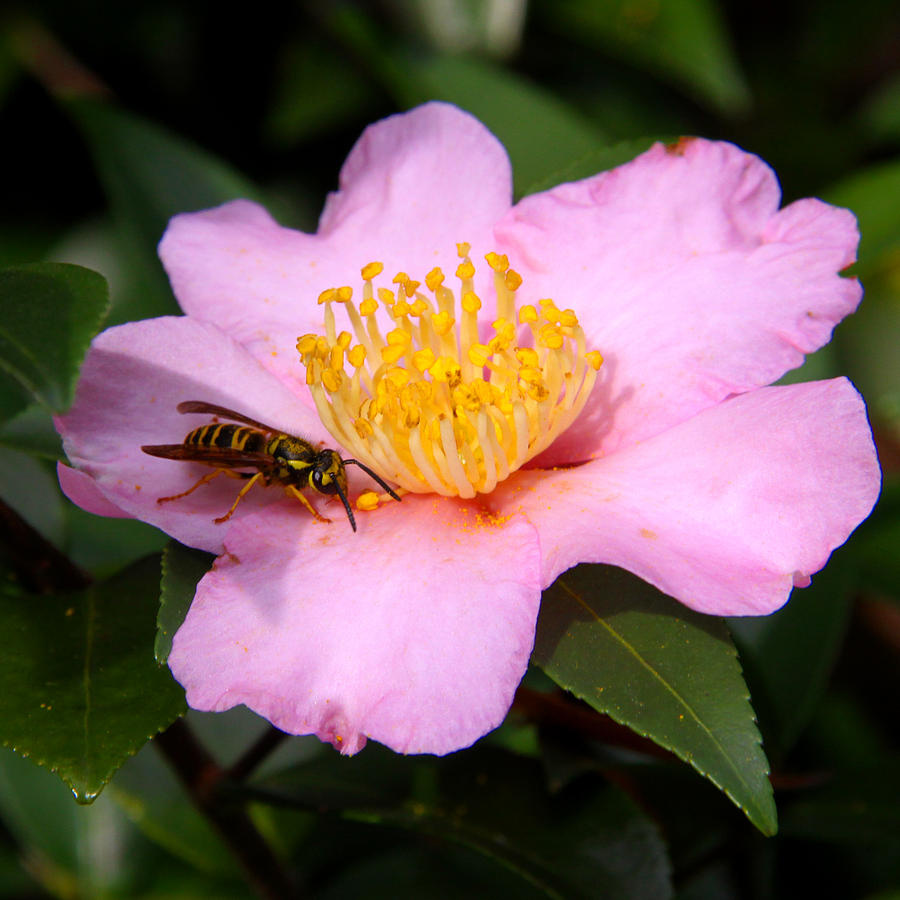 Camilia Bee Photograph
