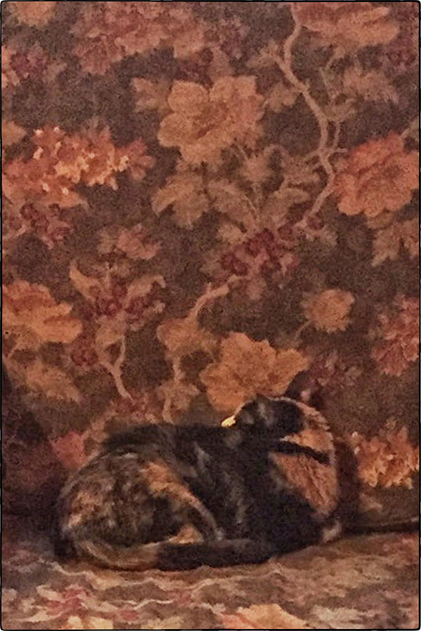 Camo Cat by Pamela Showalter Camo Cat by Pamela Showalter