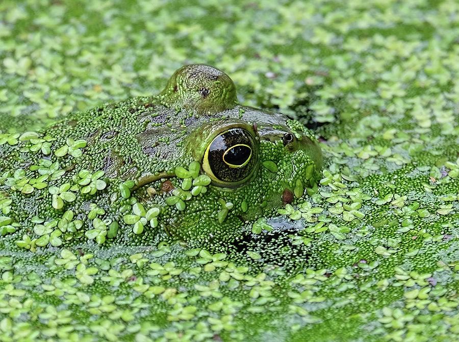 Frog Photograph - Camo Frog by Ronda Ryan