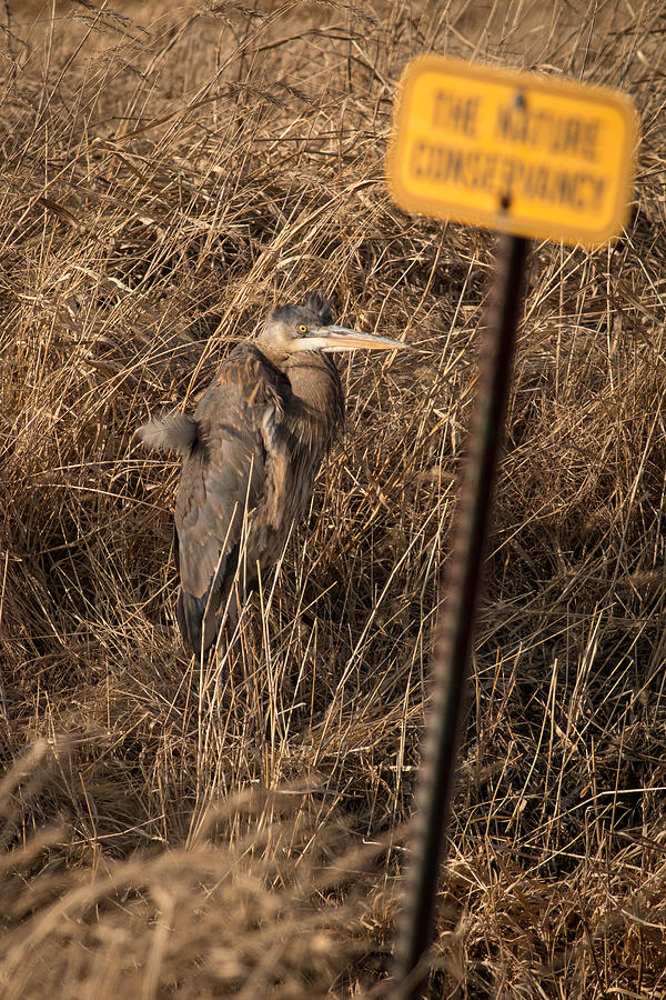 Heron Photograph - Camoflauge by Rodney Ervin
