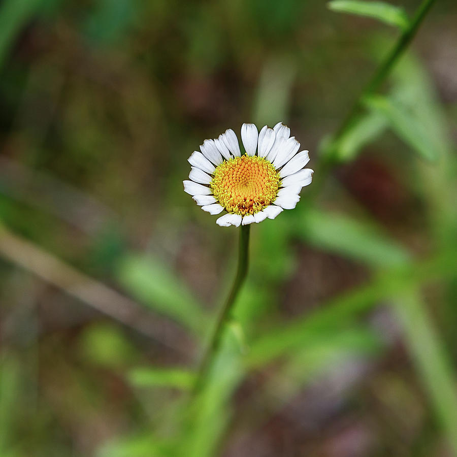 Camomile Close-up On Blurred Background Photograph