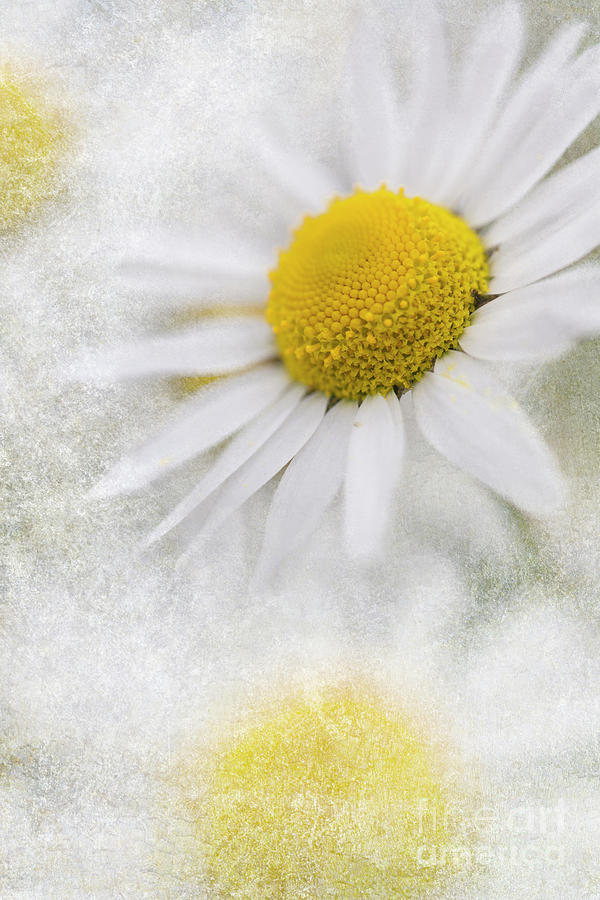 Camomile Flora Photograph by Heiko Koehrer-Wagner