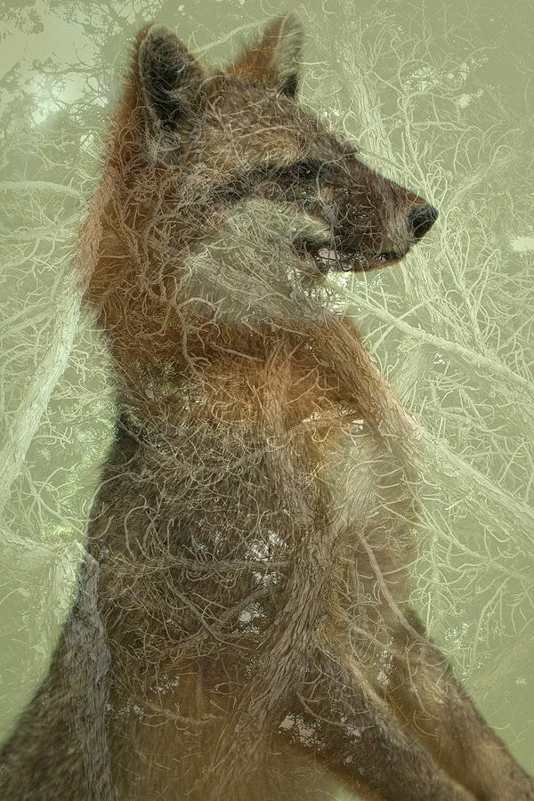 Fox Digital Art - Camouflage Fox by Annie Omens Fox Digital Art - Camouflage Fox by Annie Omens